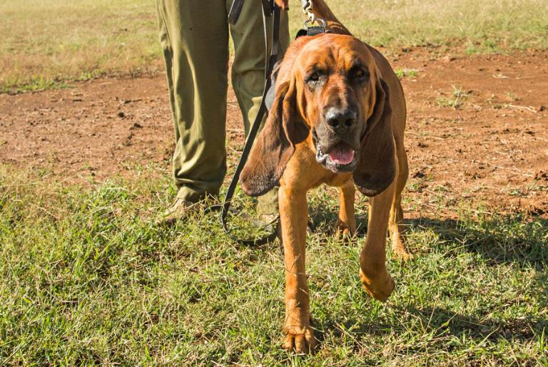 Bloodhound at Loisaba Tented Camp