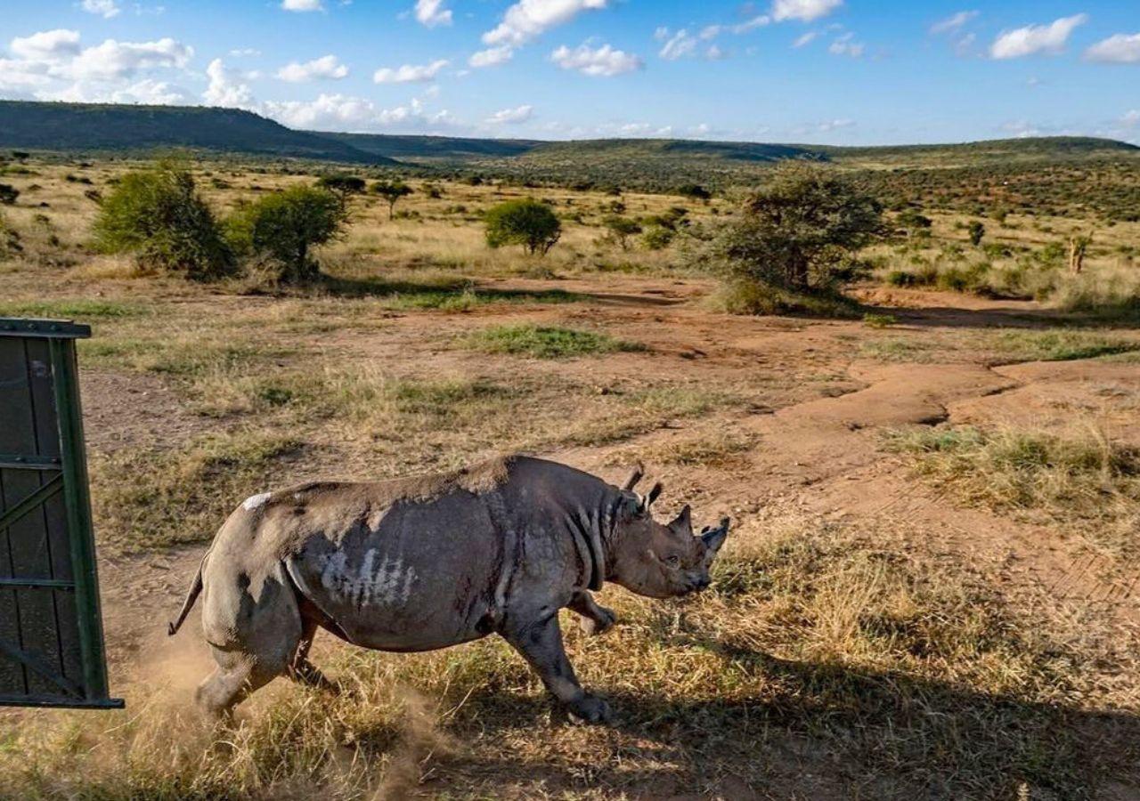Rhino release at Loisaba Conservancy, Kenya