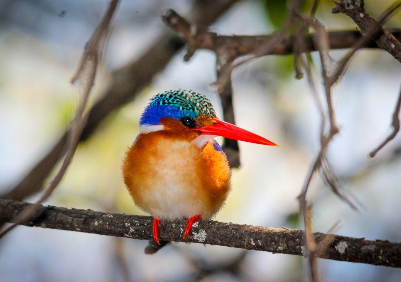 Malachite Kingfisher in the Okavango Delta