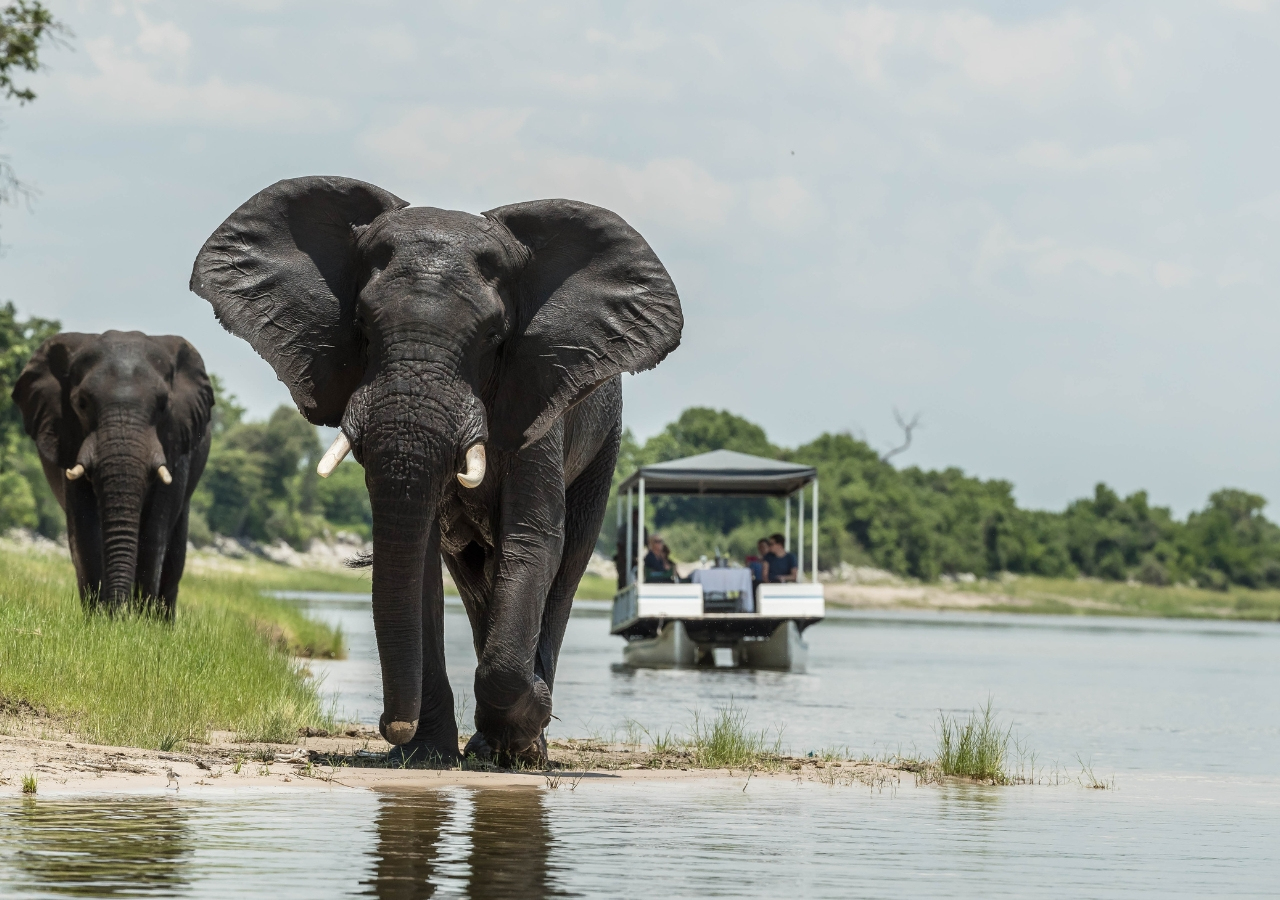 Boat safari elephant sighting