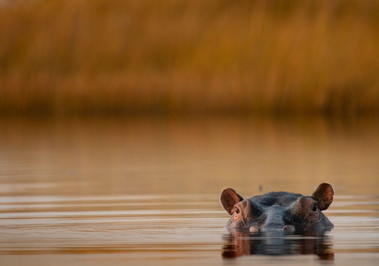 Hippo in the Okavango Delta