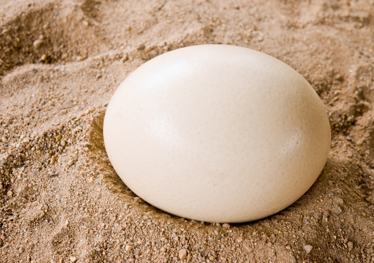 Nutritional Facts on Ostrich Eggs