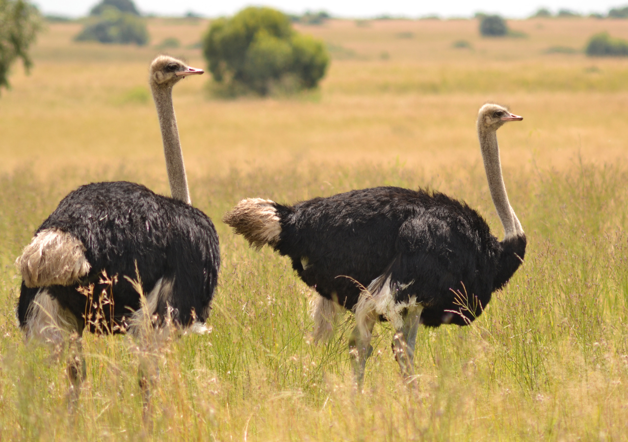 Nutritional Facts on Ostrich Eggs