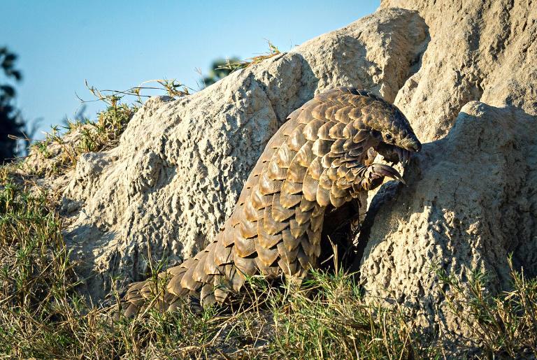 Pangolin at Tubu Tree Camp