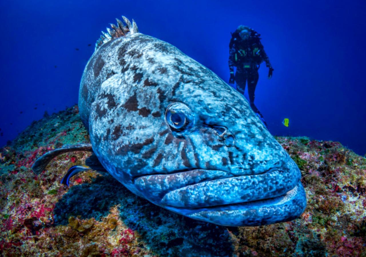 Potato Cod sighting while Scuba Diving