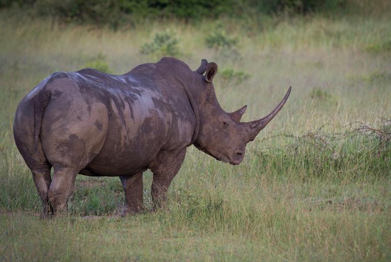 Rhinoceros at Londolozi