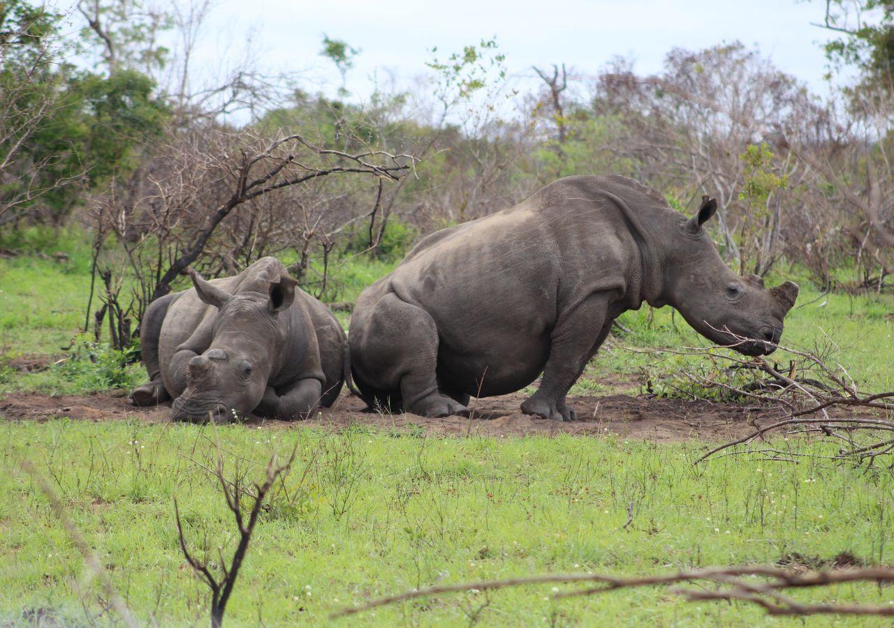two rhinos sitting