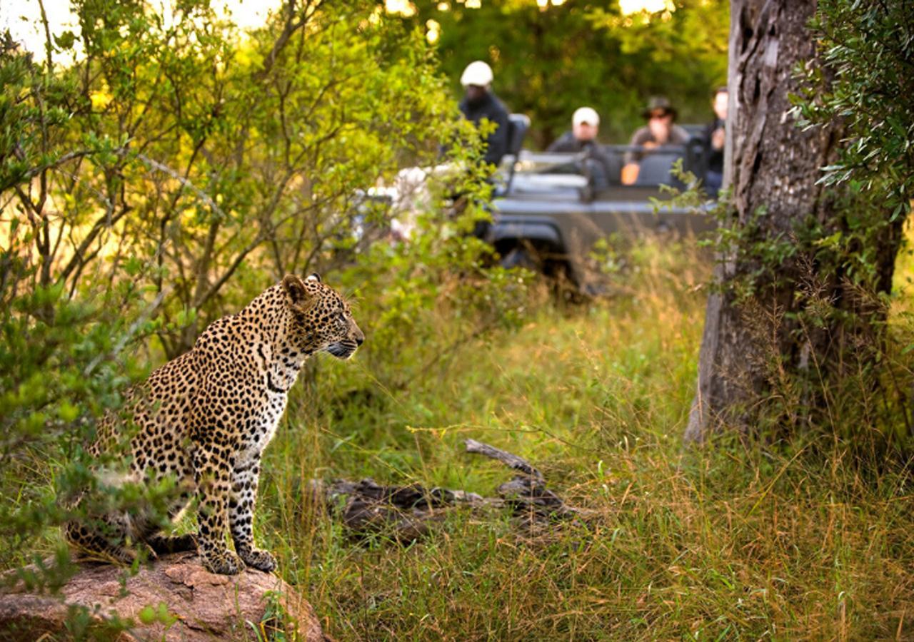 leopard sitting on a log with a safari vehicle close by