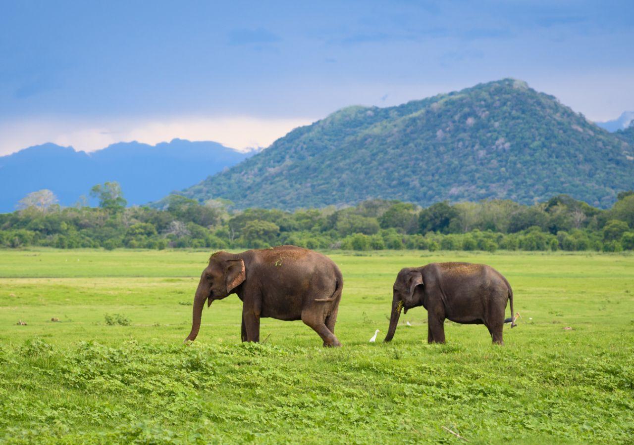 Safari in Sri Lanka