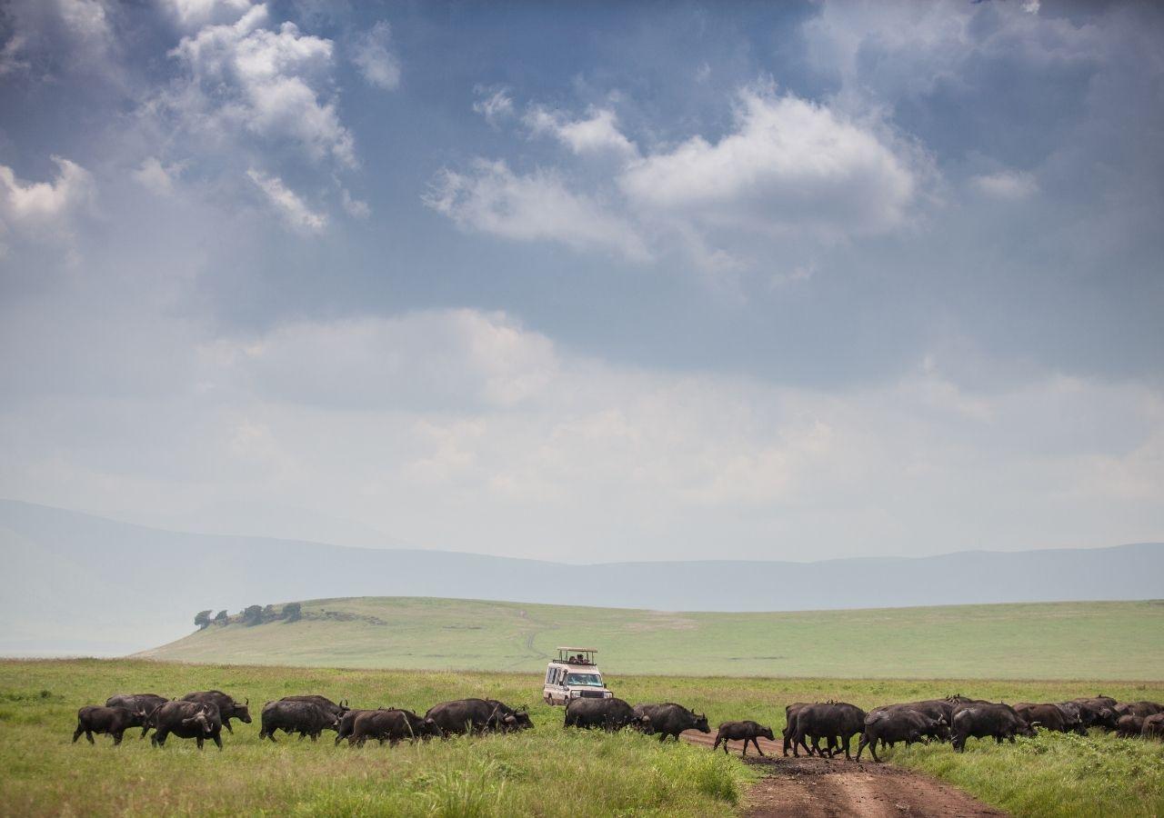 Buffalo sighting on safari