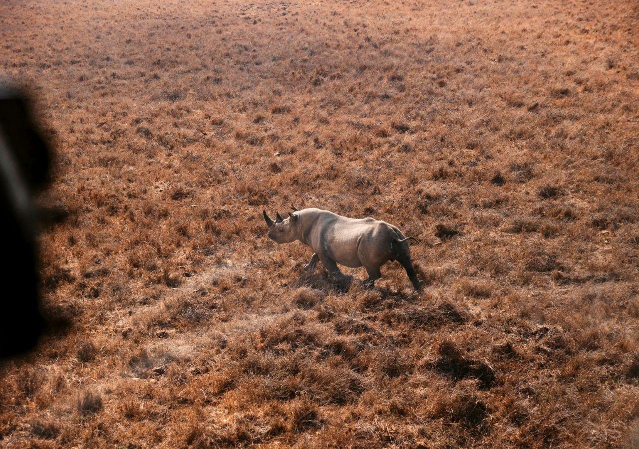 Black Rhino running in Kenya
