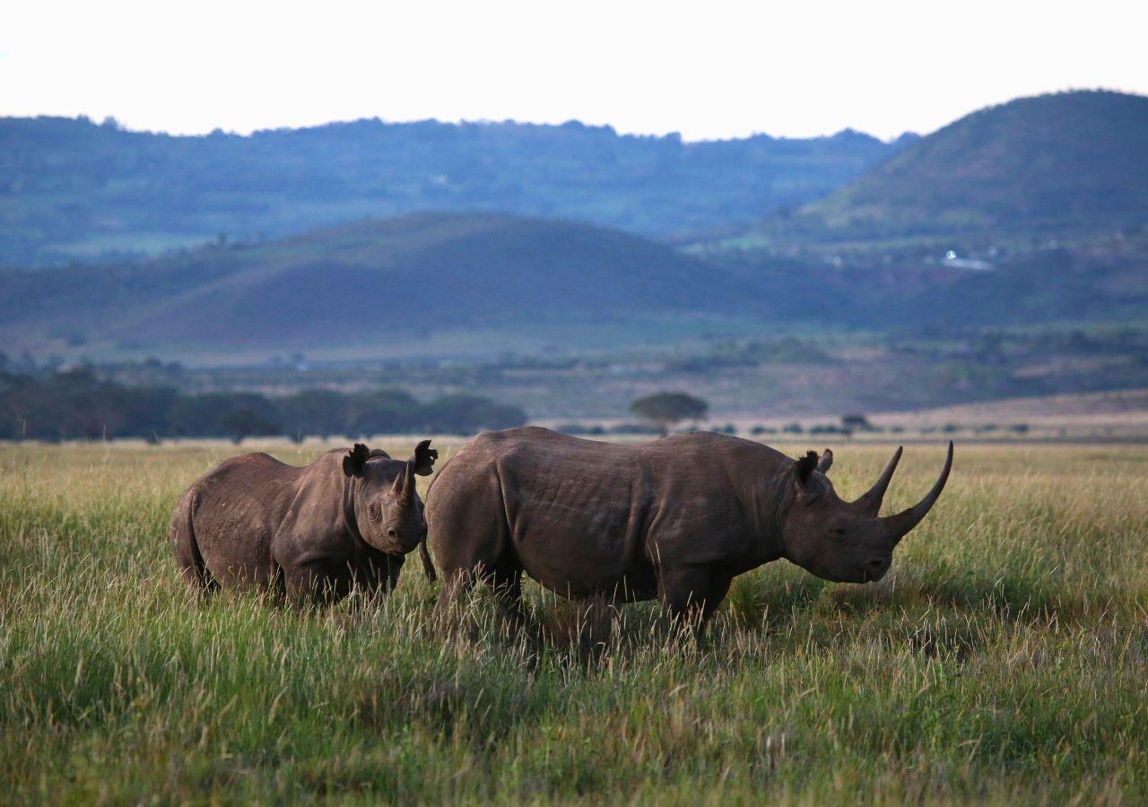 Black Rhinos in Kenya