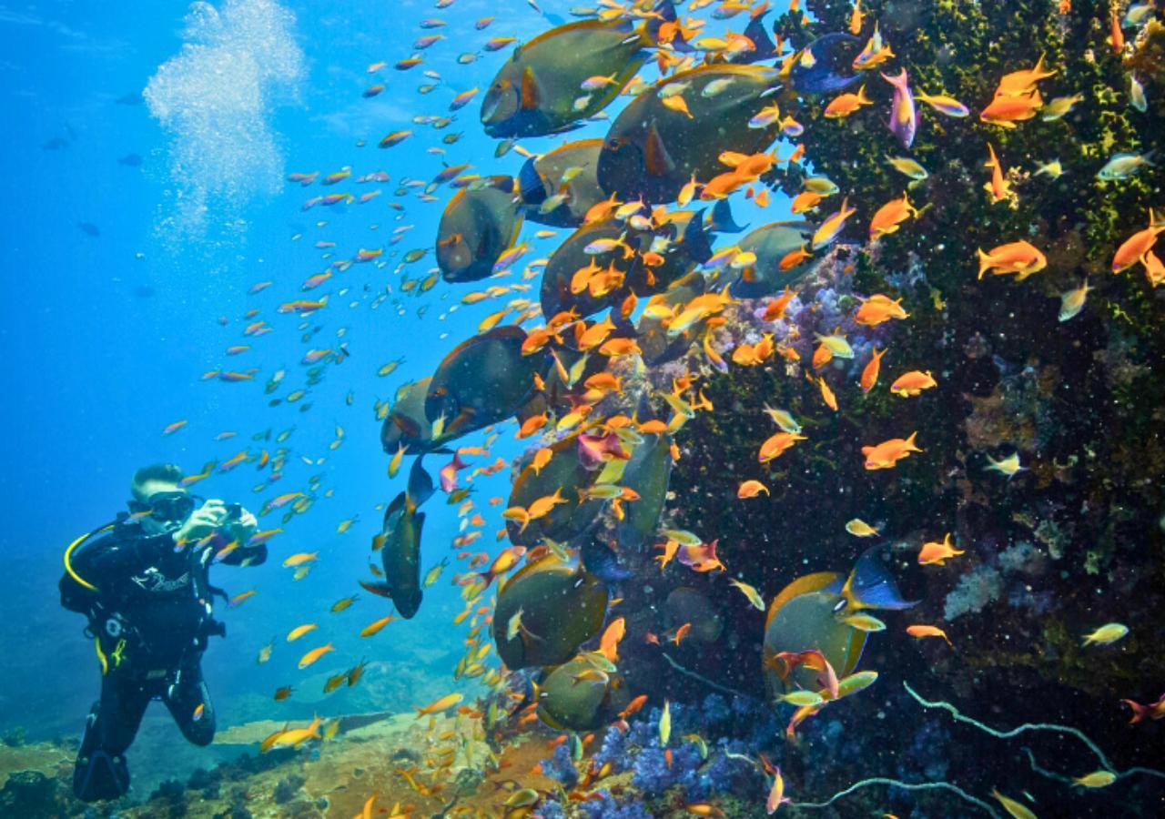 Scuba diving with colourful fish