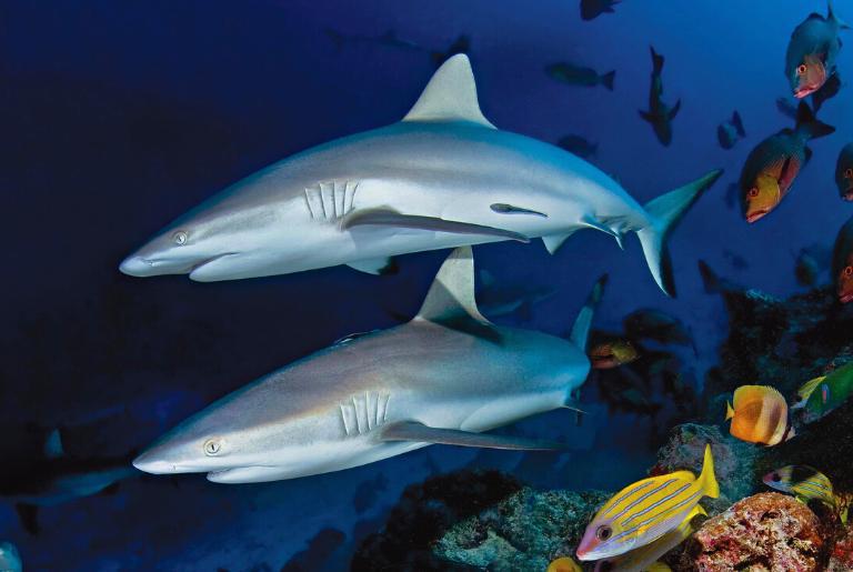 Sharks at Seychelles