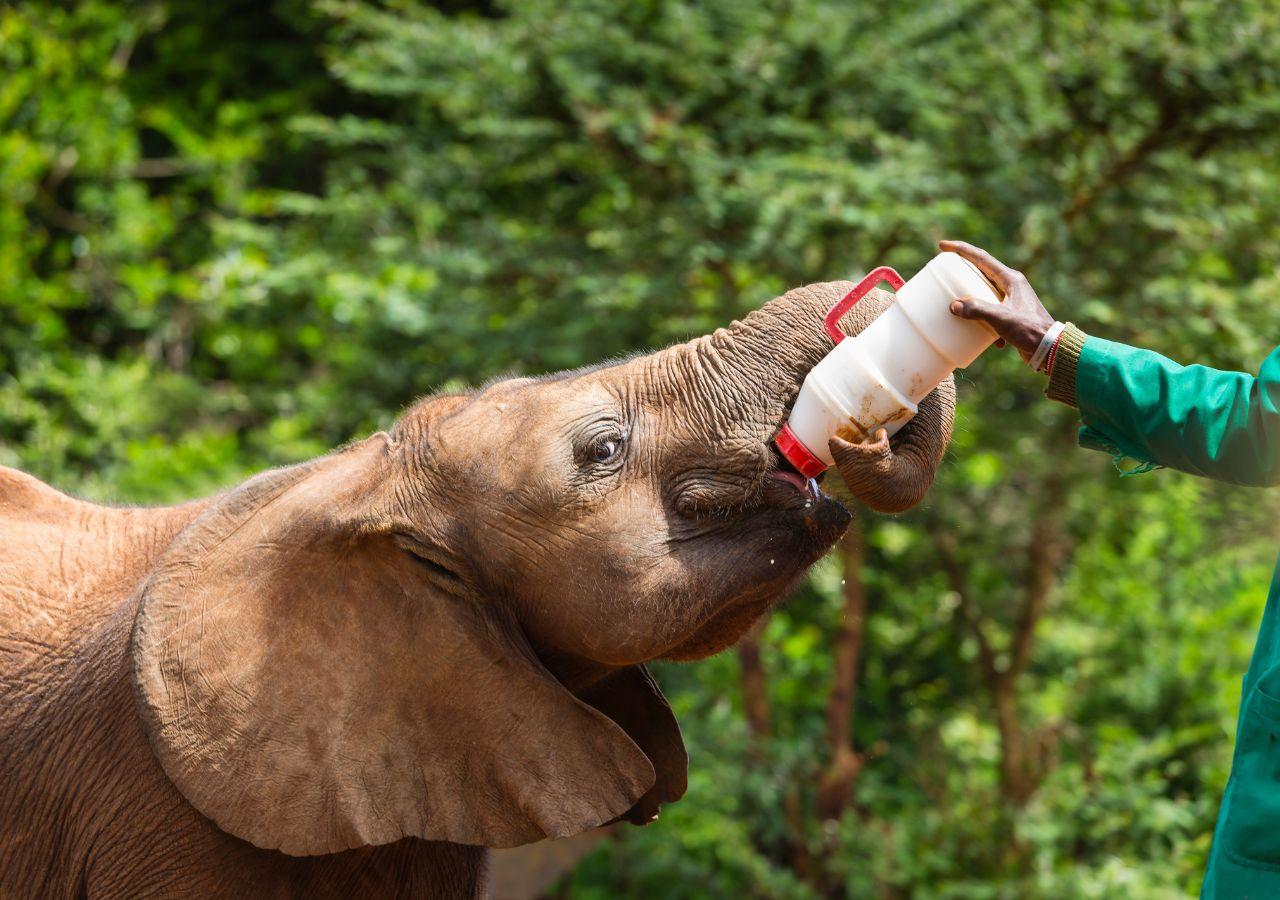 Sheldrick WIldlife Trust