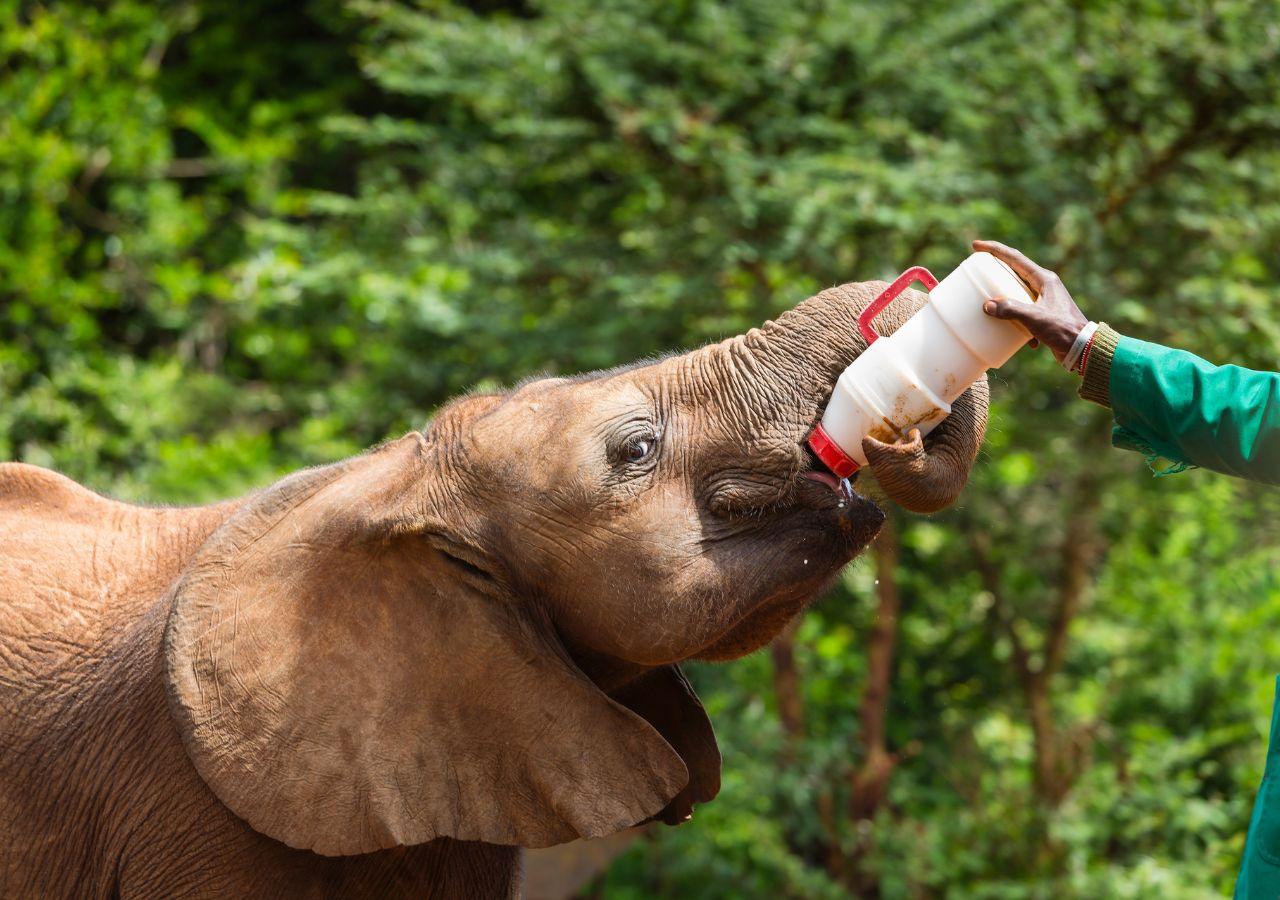 Sheldrick Wildlife Trust