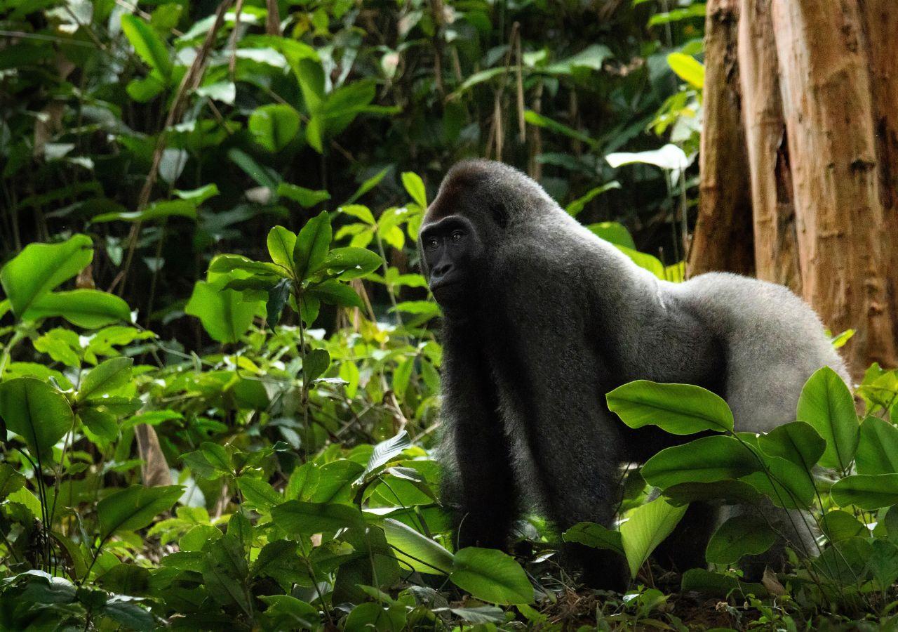 Silverback Gorilla in Forest