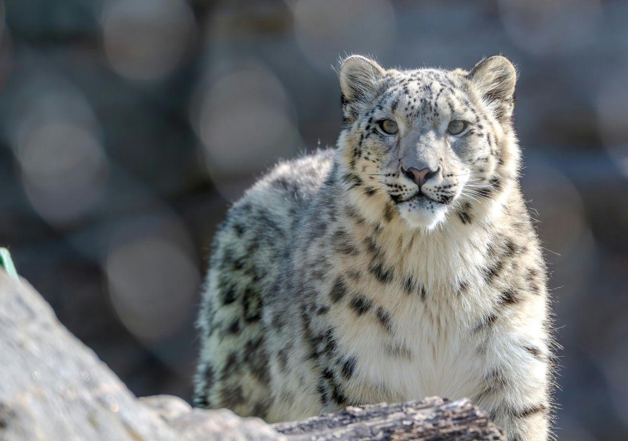 snow leopard standing