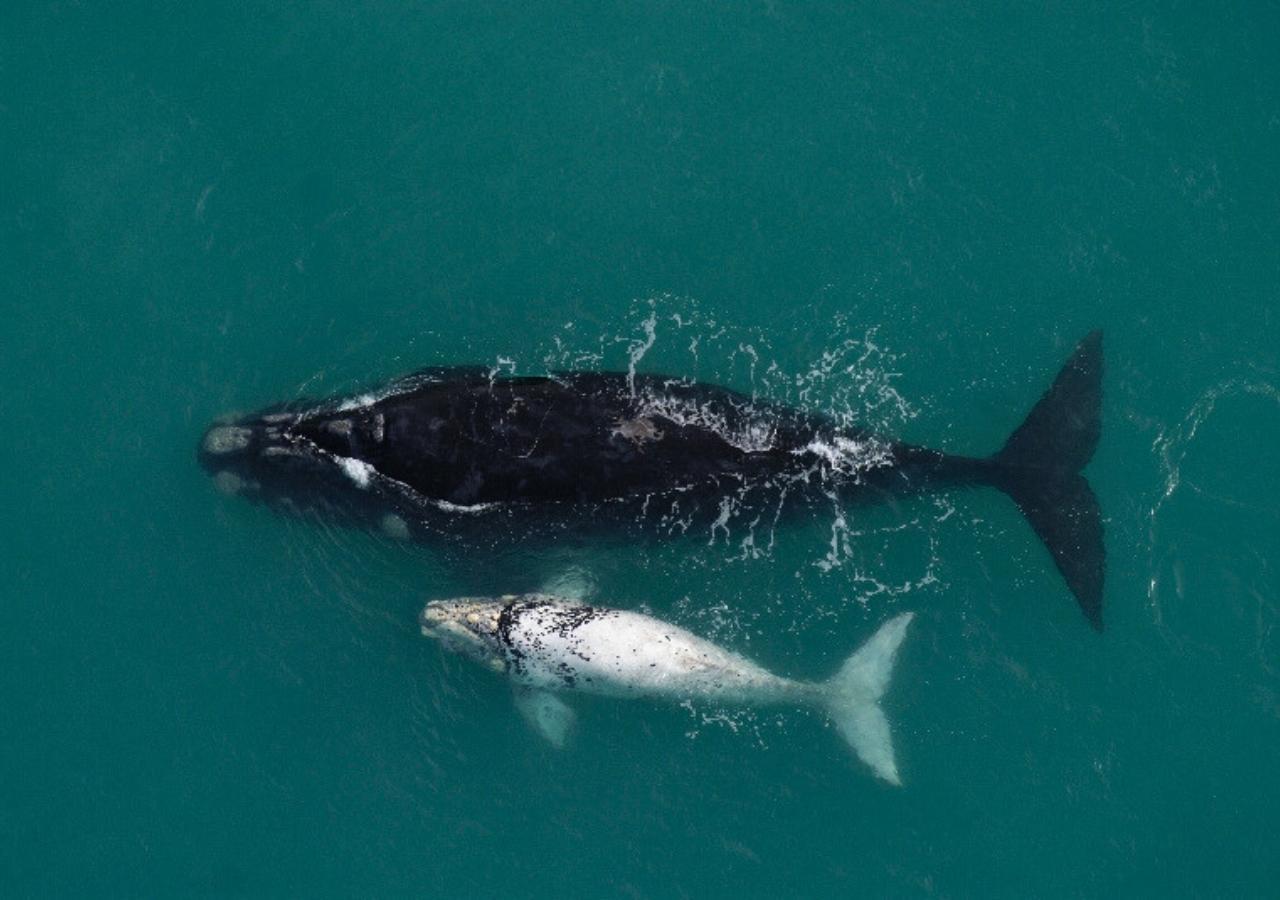 Southern Right Whale with Albino Calf in South Africa