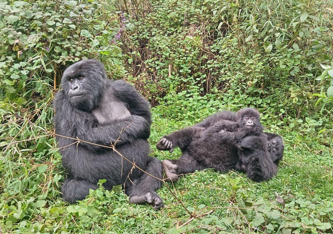Tamsyn - Gorilla Trekking