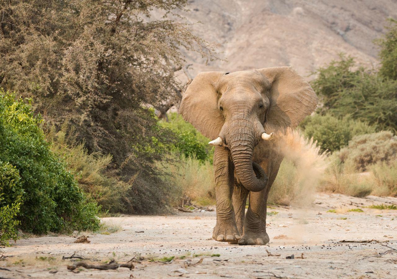 Elephant