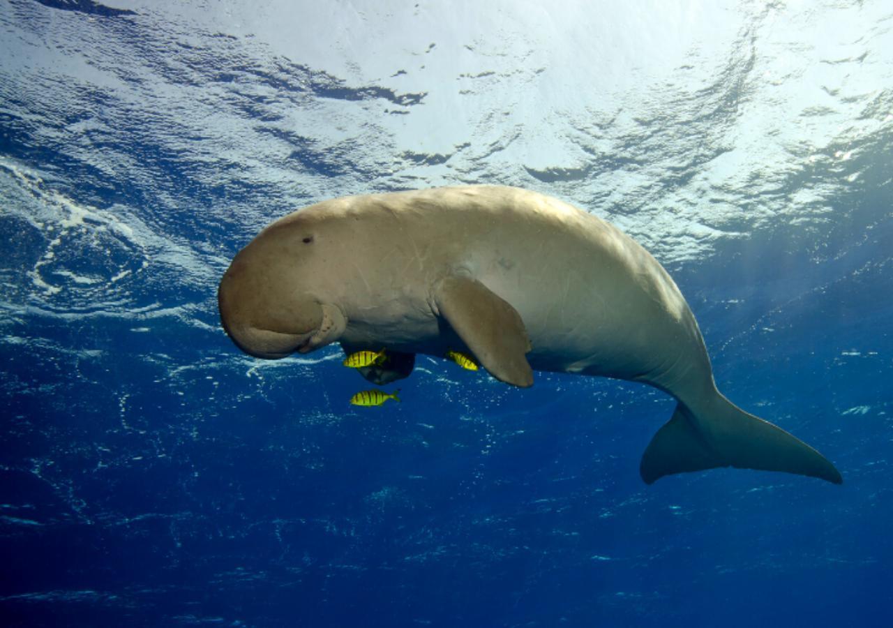 A dugong swimming