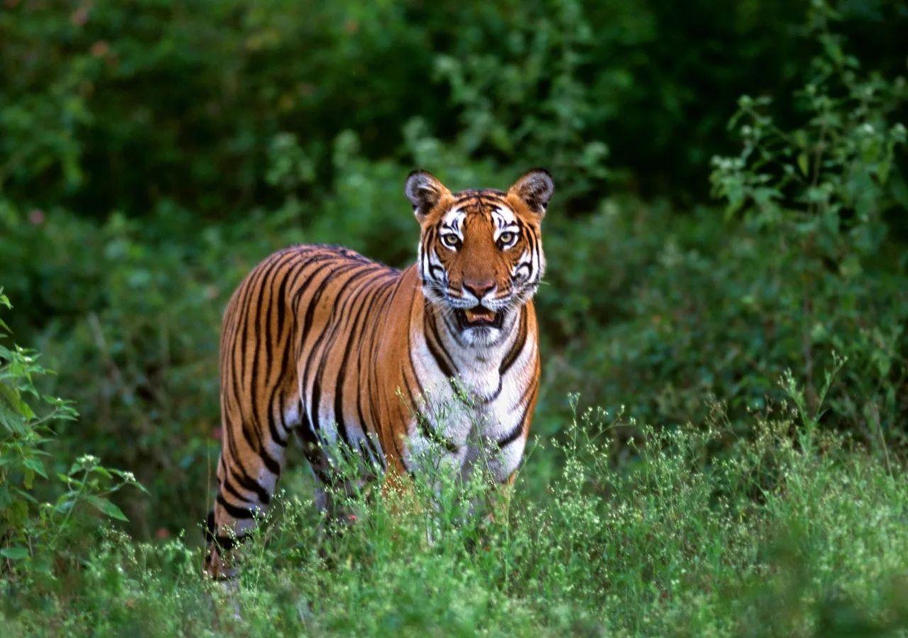 Tiger