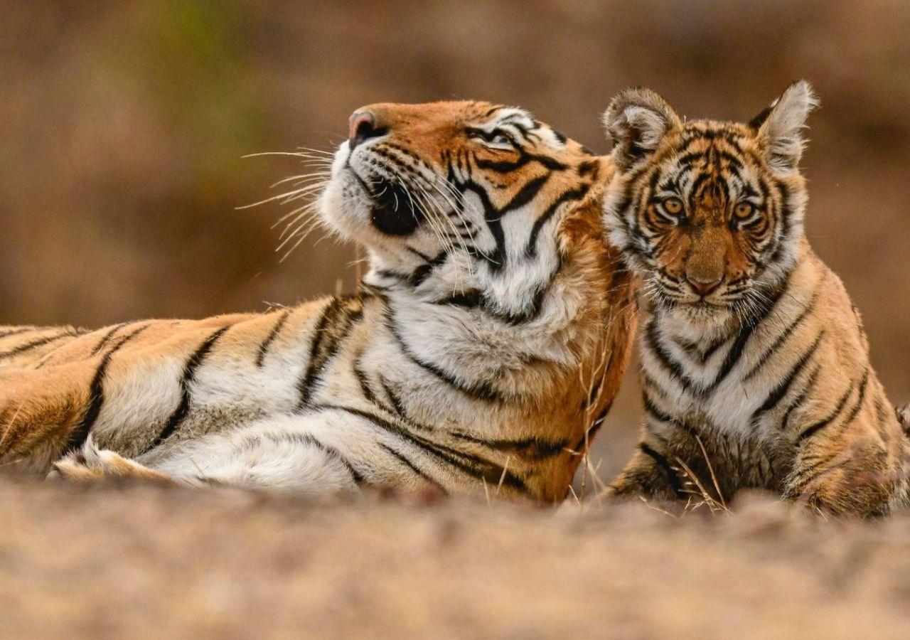 Tiger Safari in India