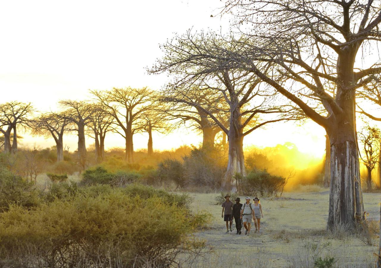 walking safari at sunset in Tanzania
