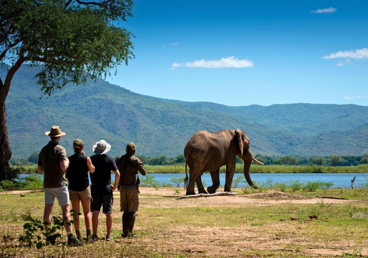 Elephant sighting on a walking safari in Zimbabwe