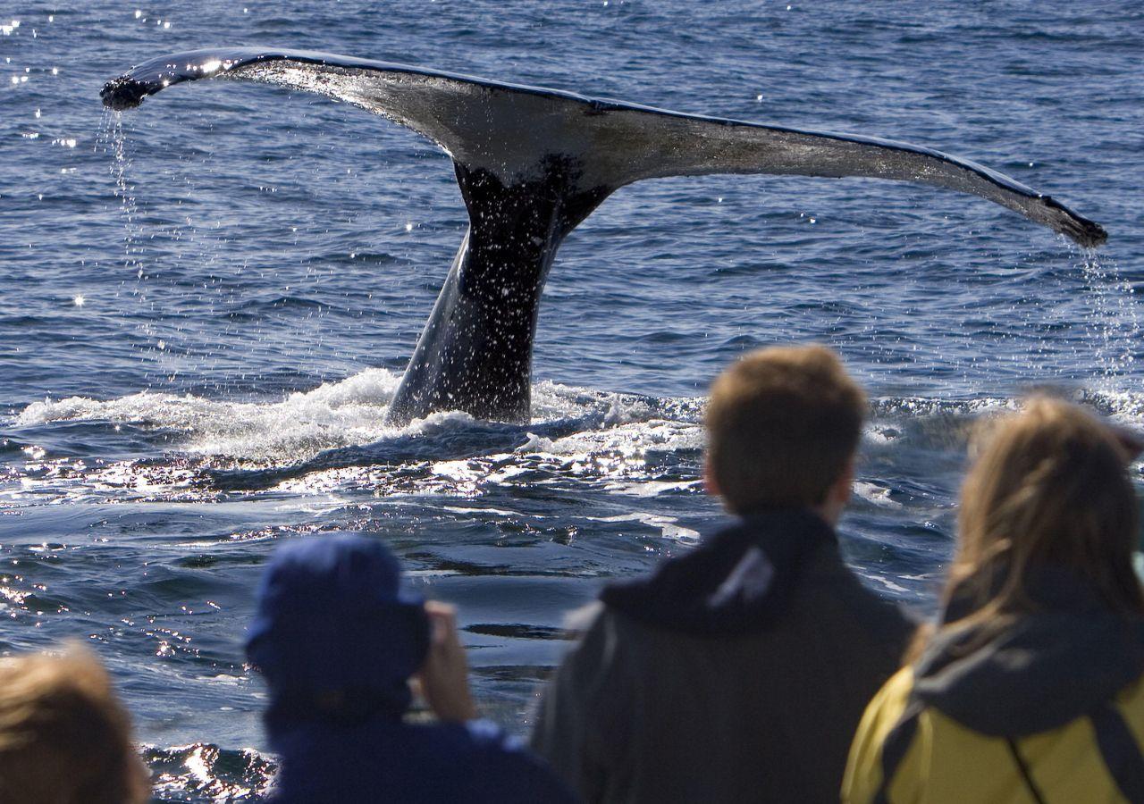Whale Watching on the Whale Coast