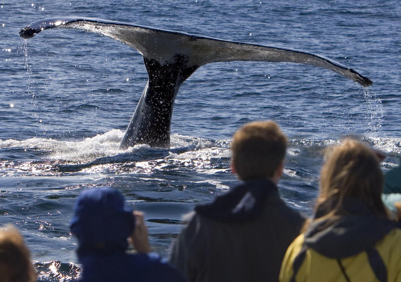 Land-based whale watching in Hermanus, South Africa