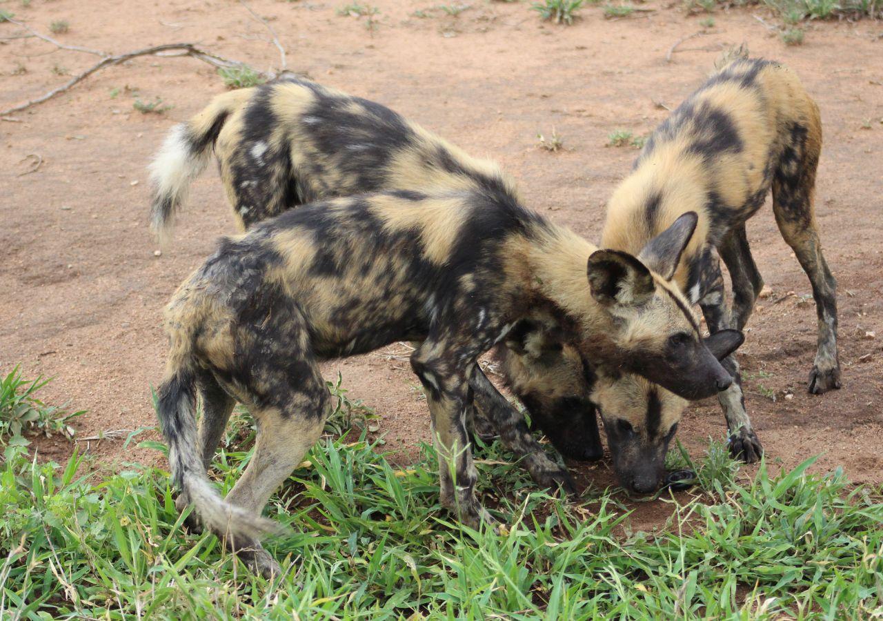 three African wild dogs sniffing the ground