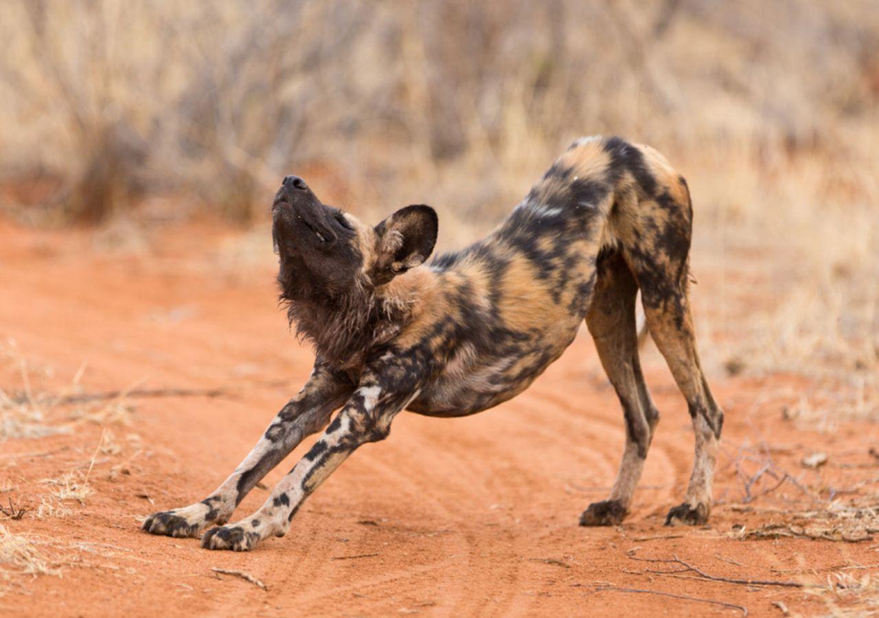 Wild dog stretching