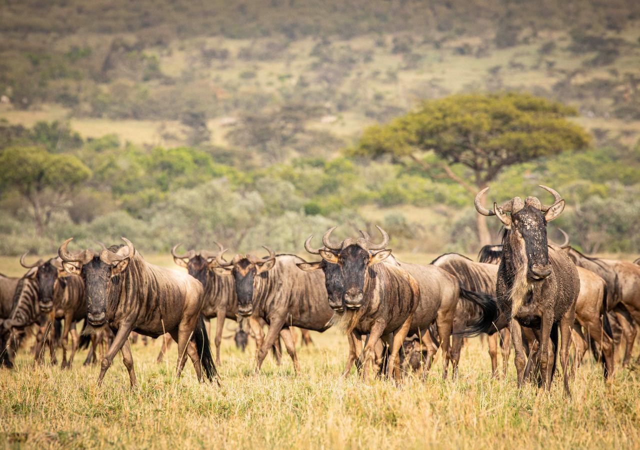Wildebeest
