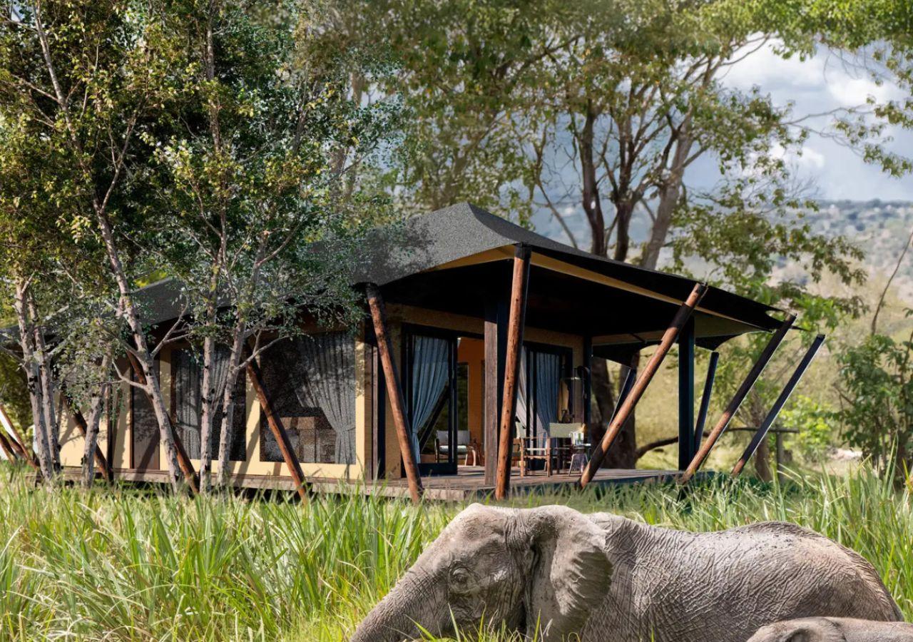 Elephants move through bush in front of Wilderness Mara lodge