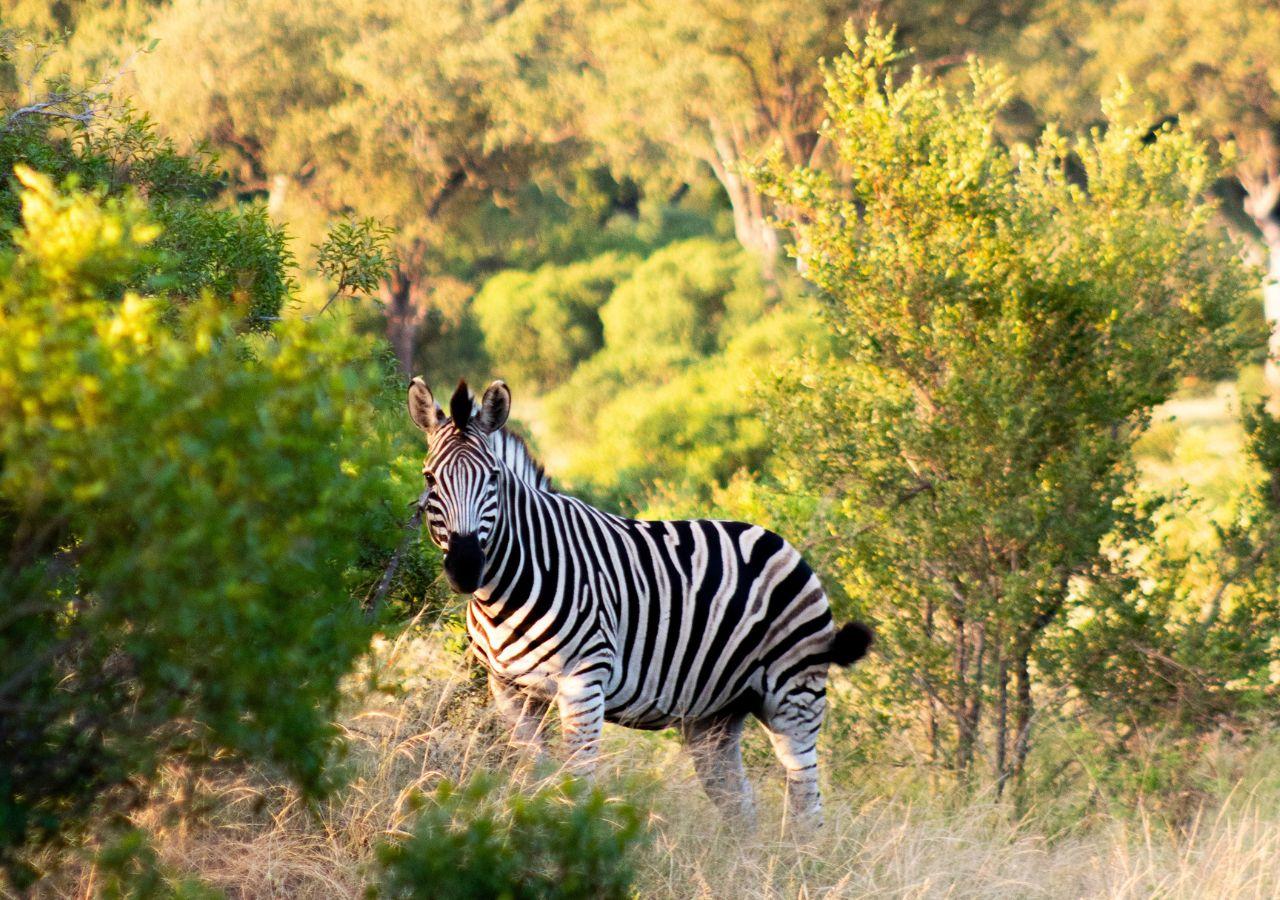 Zebra grazing in the bush