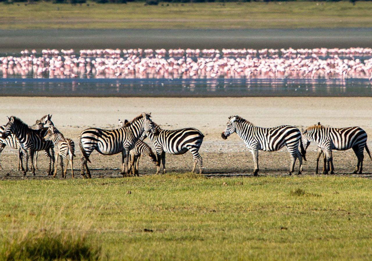 Zebra, Tanzania