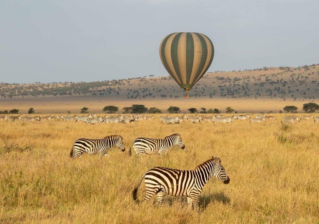 Zebra sighting on a hot air balloon safari