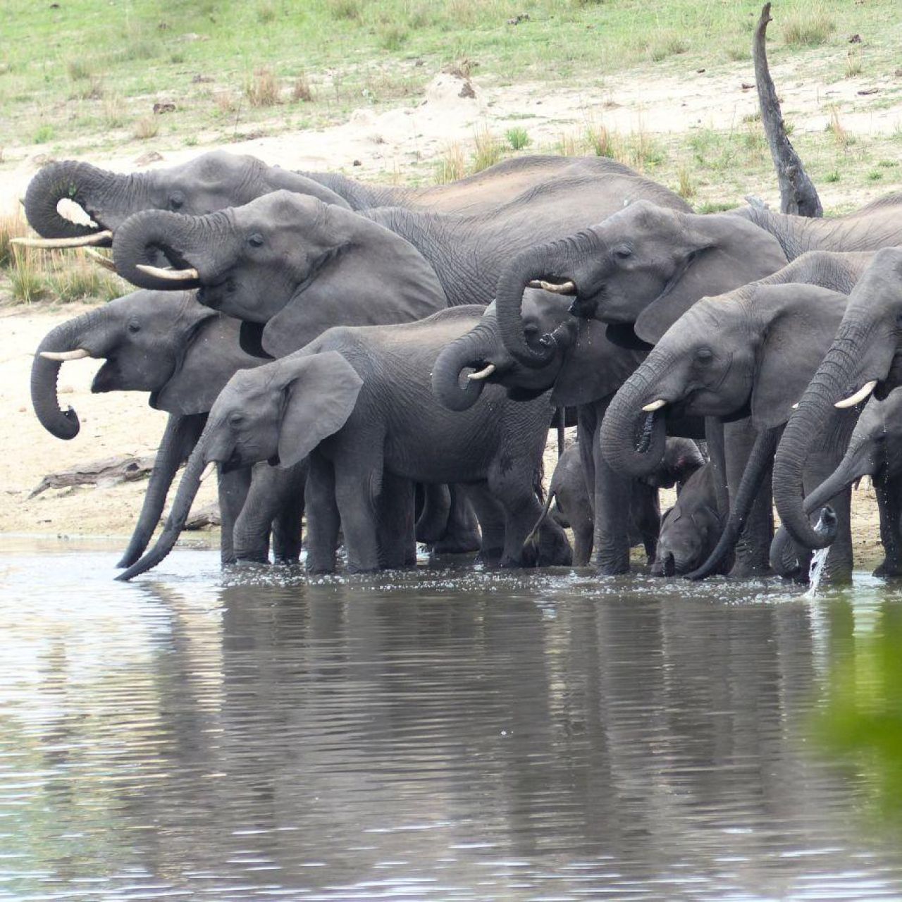 Conner Armstrong - elephant herd drinking from water