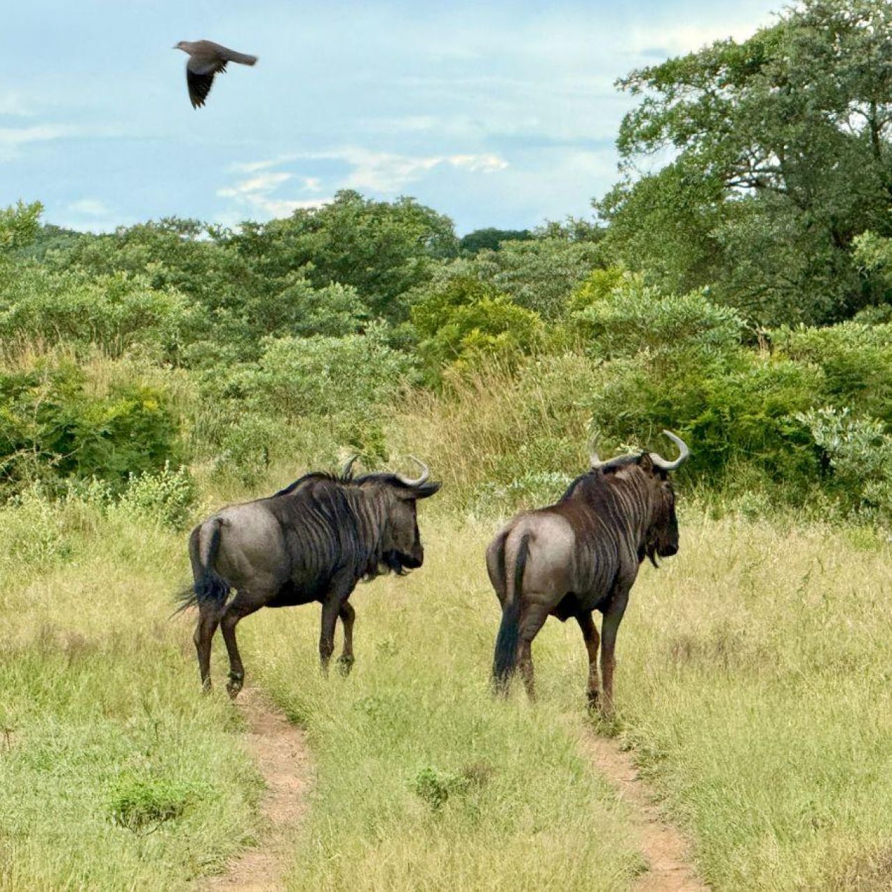 Jodi Rubin - Wildebeest in Kruger National Park
