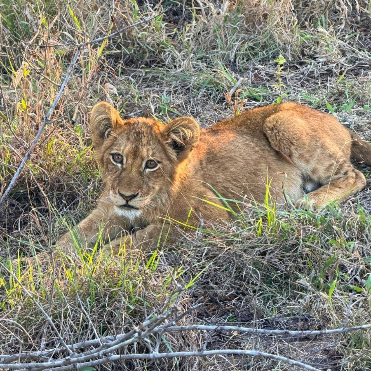 Lion Cub Client image Rico Tartaglione