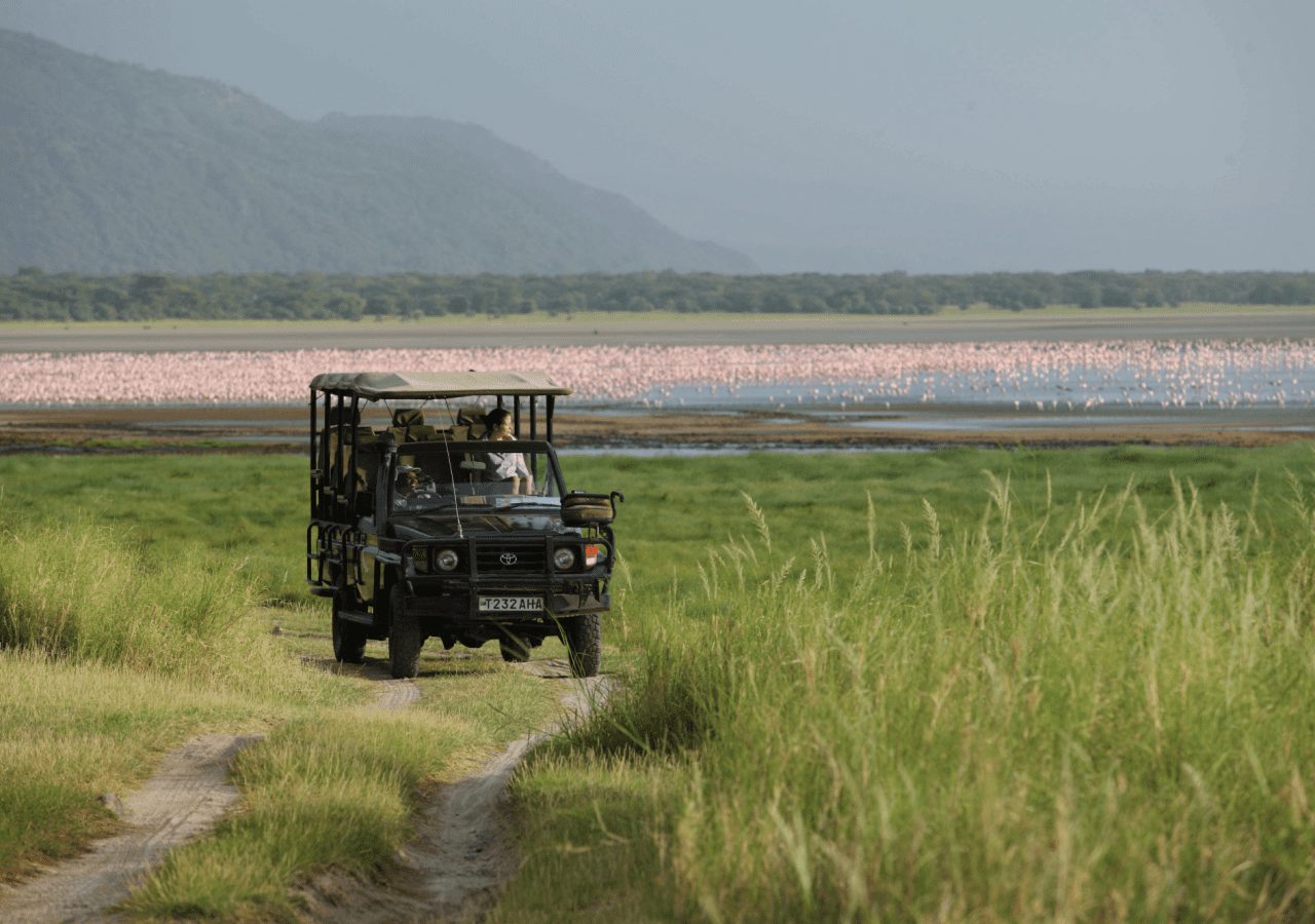 L game drive and flamingos at lake manyara jpg