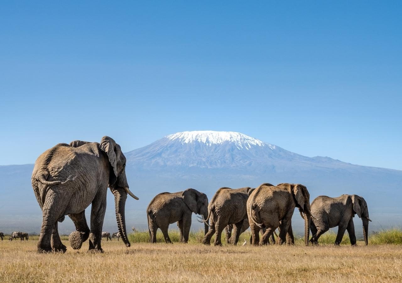 Angama Amboseli Elephants and Kili