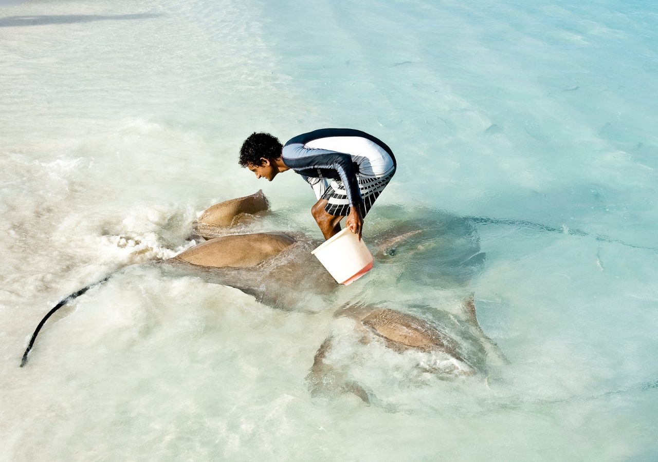 Banyan Tree Stingray Feeding