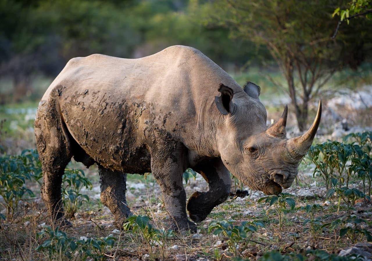 Black rhino in Etosha at Ongava Lodge