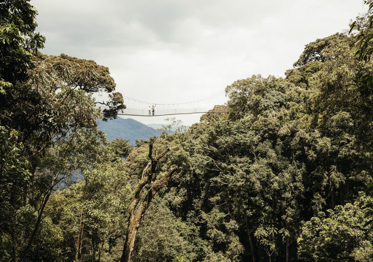 Canopy Walk nyungwe house