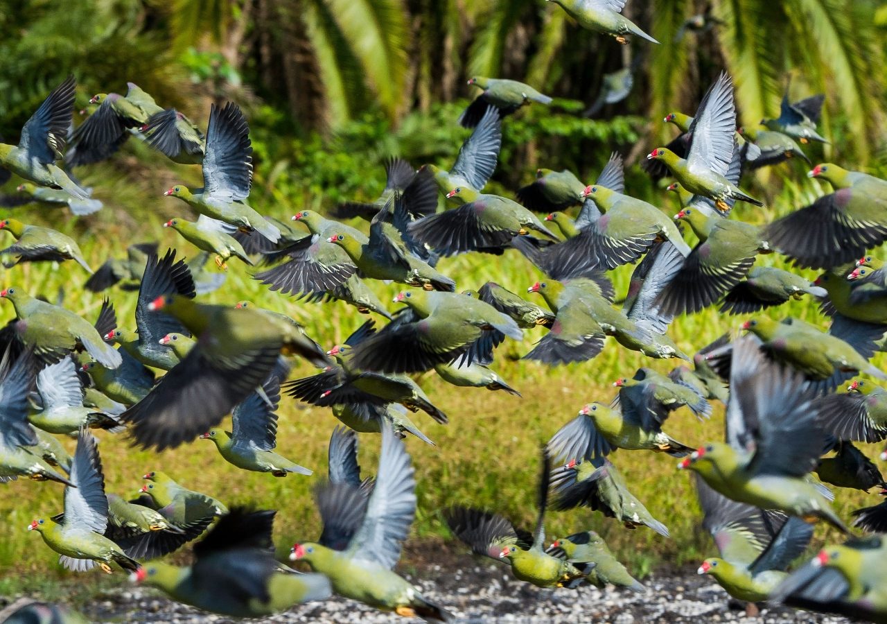 Congo Birding Odzala Kokoua National Park