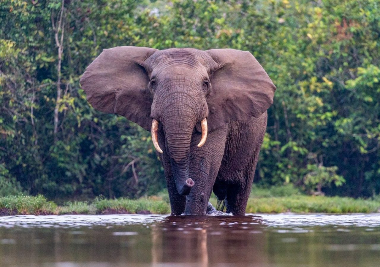 Congo Forest Elephant Odzala Kokoua National Park