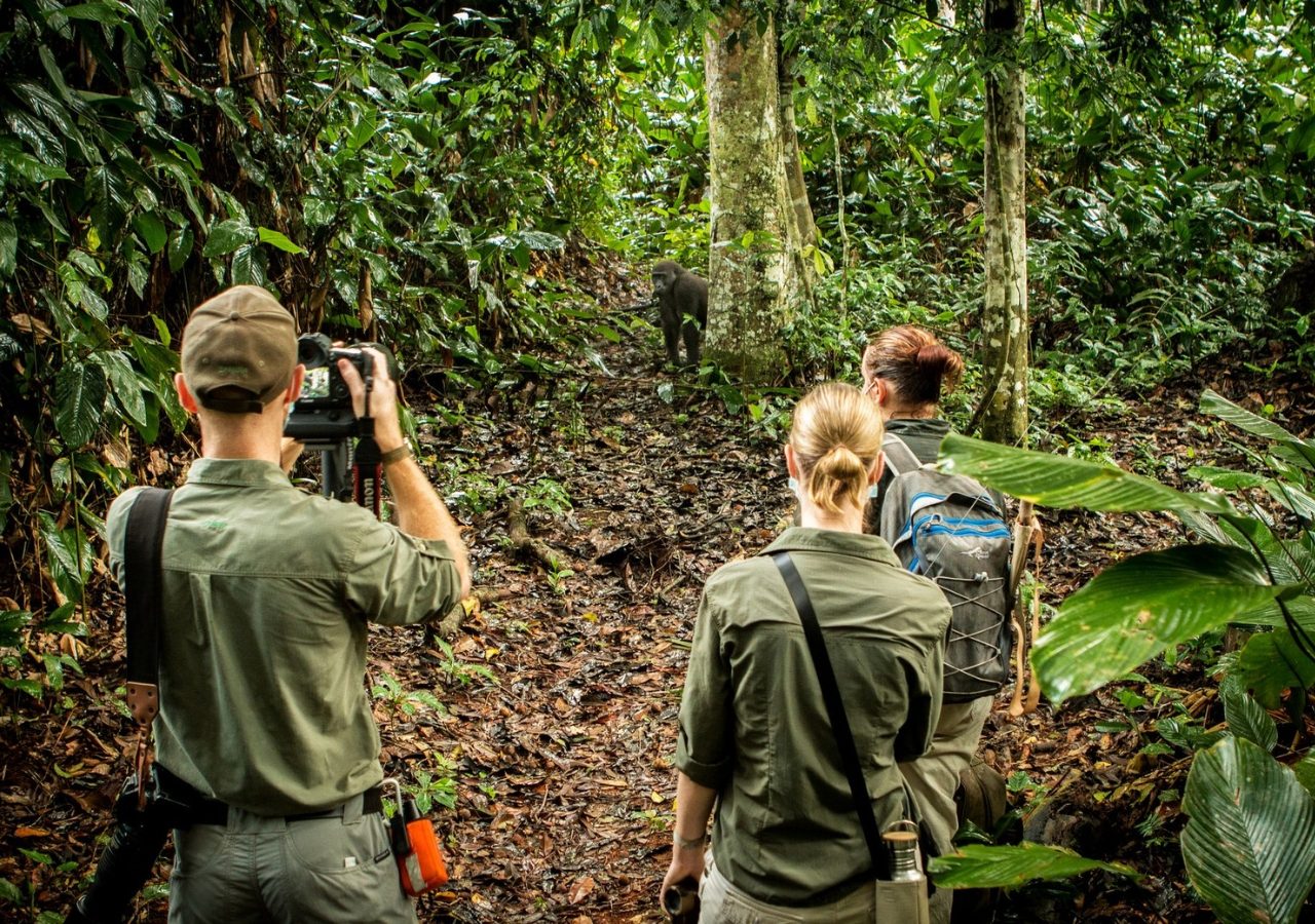 Congo Ngaga Gorilla Tracking